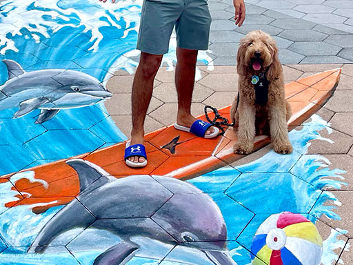 Dog posing with 3D chalk art of surfboard, dolphins and beach ball.