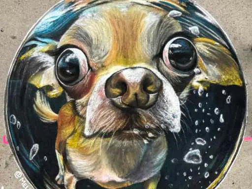 Chalk art of a swimming chihuahua dog.